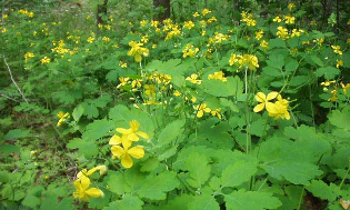 the greater celandine of the psoriasis